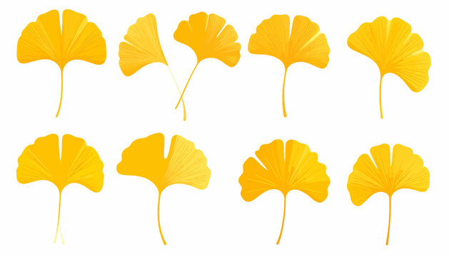 A collection of vibrant yellow ginkgo biloba leaves in various shapes, isolated on a white background.