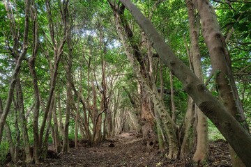 新緑が濃い夏の登山風景
