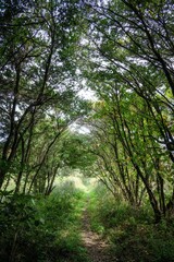 新緑が濃い夏の登山風景
