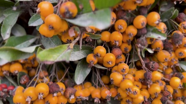 A close-up view of a dense pyracantha firethorn hedge, heavily laden with clusters of bright orange, yellow, and red berries against green foliage. High quality 4k footage