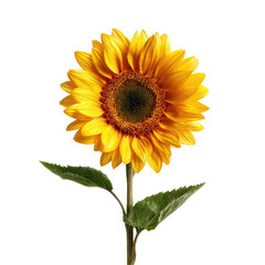 Obraz premium Radiant sunflower blooms, golden petals embracing a dark center, stem and vibrant green leaves on a stark black background