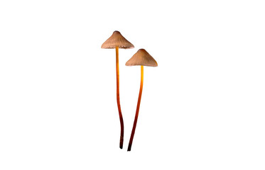 mushroom photo, mushroom png transparent, mushroom nature image