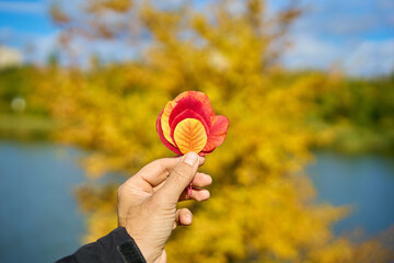 Colorful autumn leaves in hand on sunny day. Beauty nature