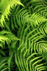 新緑が濃い夏の登山風景
