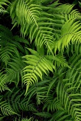 新緑が濃い夏の登山風景
