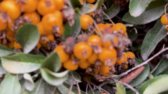 A close-up view of a dense pyracantha firethorn hedge, heavily laden with clusters of bright orange, yellow, and red berries against green foliage. High quality 4k footage