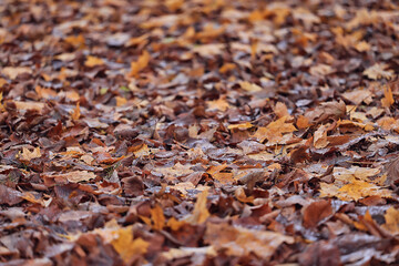 background is fallen autumn leaves, the seasonal backdrop of October fall
