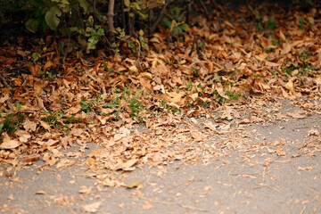 Close-up of dry autumn leaves on the ground near bushes, detailed seasonal texture for fall backgrounds and natural environment design.