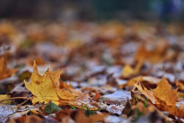 background is fallen autumn leaves, the seasonal backdrop of October fall