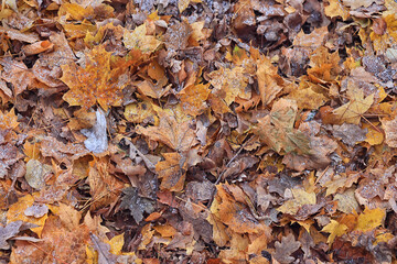 background is fallen autumn leaves, the seasonal backdrop of October fall