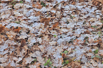 background is fallen autumn leaves, the seasonal backdrop of October fall