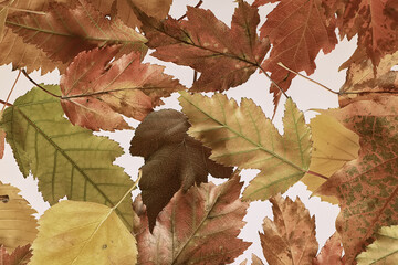 background is fallen autumn leaves, the seasonal backdrop of October fall