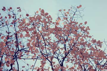 autumn branches with falling leaves against the sky, bottom-up view