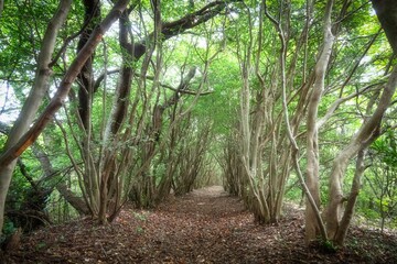 Fototapete bei efototapeten.de bestellen   