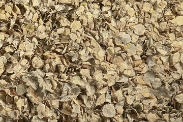 background is fallen autumn leaves, the seasonal backdrop of October fall