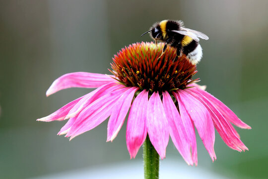 Hummel auf einer einzelnen Echinacea Blumen Bl&uuml;te