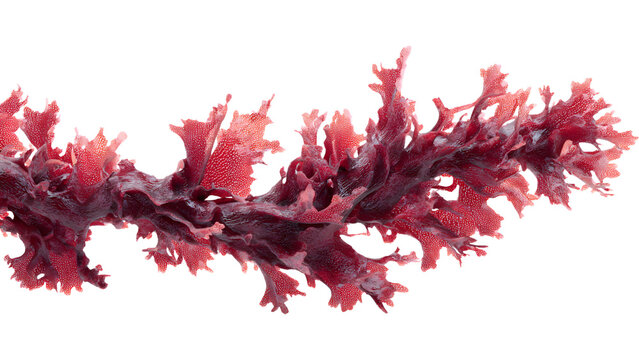 astaxanthin extract red seaweed