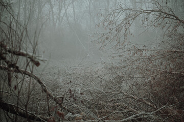 Foggy winter forest with frost-covered branches and bare trees vanishing into mist &mdash; a moody, atmospheric landscape perfect for mystery, nature, or seasonal themes.