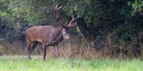 Red deer stag with a scar on the side walking while licking its muzzle at the edge of a forest during the rut under light rain. Cervus elaphus, Sologne, Loiret 45, région Centre, France, Europe
