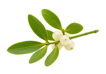 Isolated mistletoe branch with berries, fresh leaves, green stem in studio lighting