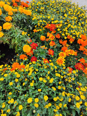 colorful blossoming flower arrangement in streets of Uppsala town in Sweden