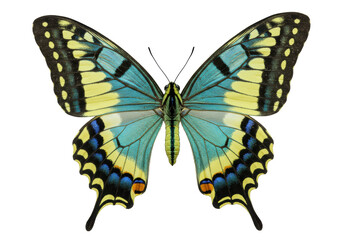 Isolated Swallowtail butterfly closeup, vibrant turquoise, yellow, black markings, nature beauty