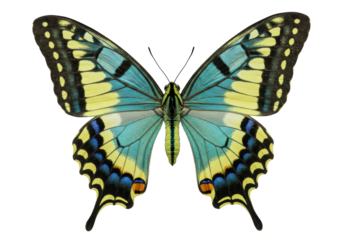 Isolated Swallowtail butterfly closeup, vibrant turquoise, yellow, black markings, nature beauty