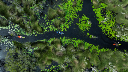 Aerial top view jungle wetlands wilderness, Wetlands crucial for biodiversity, Swamp landscape ecological reserve in wildlife, Greenery rural area with swamp.