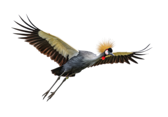 Isolated Grey Crowned Crane flying with wings outstretched in flight and golden feather crown
