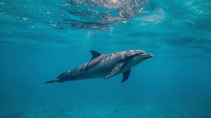 Fototapeta premium A majestic dolphin swimming in clear turquoise ocean water, with sunbeams filtering through the surface, a vibrant underwater scene.