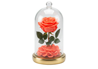 Isolated preserved coral rose in a glass dome for decor or a gift, no background