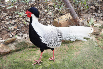 A white-feathered pheasant with a black belly is walking.