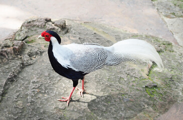 A white-feathered pheasant with a black belly is walking.