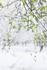The last snowfall, a spring park, the first leaves and buds on the trees covered with snow, frosts in spring, a change in the weather