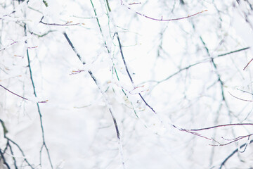 Tree branches covered in snow in a winter park, nature background, seasonal backdrop photo