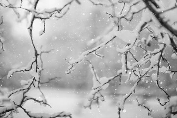 Tree branches covered in snow in a winter park, nature background, seasonal backdrop photo