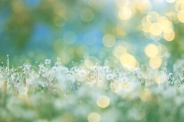 White fluffy dandelions in a spring field, blurred background of spring nature