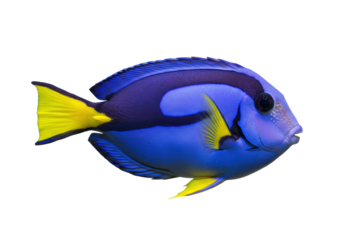 Isolated Indo-Pacific blue tang fish, surgeonfish, marine animal, with yellow tail fin, close up