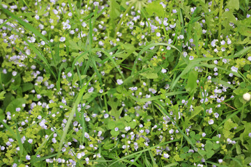 Small blue flowers, natural ground cover, fast-growing plants