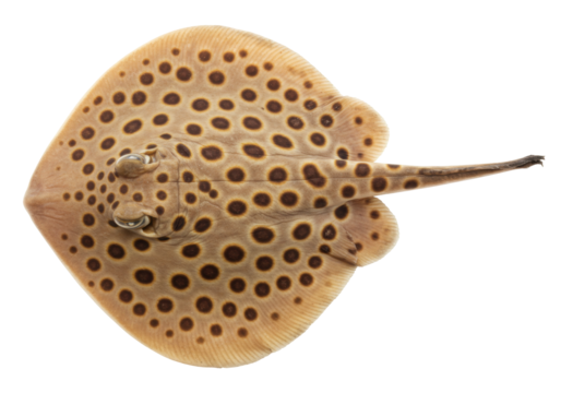 Isolated Bullseye Stingray with Spotted Pattern, Benthic Sea Creature from Tropical Ocean - Powered by Adobe
