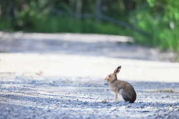 a rabbit on the road, a photo of a wild animal in nature