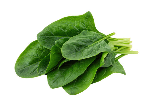 Isolated fresh spinach bunch, healthy food, raw and green leaves, salad ingredient