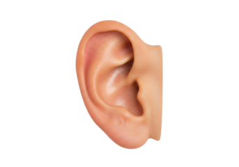 Isolated human ear auditory organ showing visible hearing anatomy and detail for senses