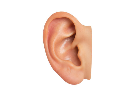 Isolated human ear auditory organ showing visible hearing anatomy and detail for senses