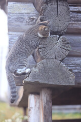 Cute village cat posing and playing in front of camera in nature