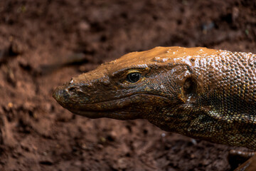 A close up of a monitor lizard bathing in mud
