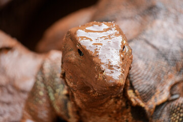 A close up of a monitor lizard bathing in mud