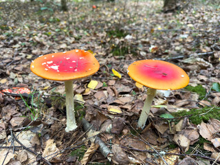 Vibrant orange and red mushrooms growing on forest floor, surrounded by fallen leaves and greenery, showcasing the beauty of nature and biodiversity in a woodland ecosystem