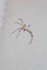 A detailed macro photograph of a Wasp Spider Argiope bruennichi, showcasing its distinctive yellow and black striped abdomen and silvery cephalothorax as it hangs on its web.