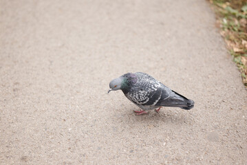 Urban pigeon searching for food on asphalt pavement. Close-up shot of city wildlife bird symbolizing adaptation and urban environment.